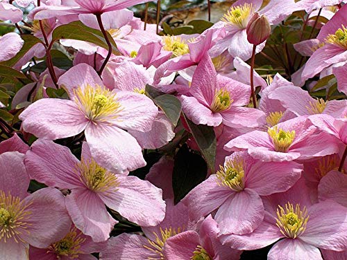 Portal Cool Clematis Montana Rubens Berg Clematis 20 Samen Rosa Blumen Climber Ukfreep von SVI