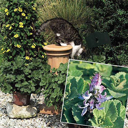 Portal Cool Coleus Canina Anlage In 9cm oder größere Pots. Scaredy Cat X 4 Töpfe Portal Cool Coleus Canina Anlage In 9cm oder größere Pots. Scaredy Cat X 4 Töpfe von Portal Cool