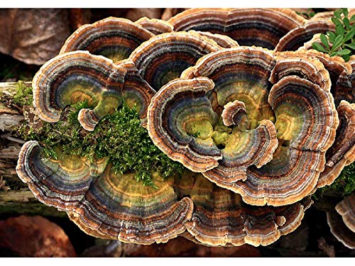 Portal Cool Coriolus versicolor z/Mycel Sporen Spawn getnete Samen von Portal Cool