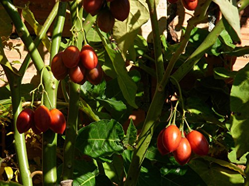Portal Cool Cyphomandra cea Baum Tomate oder Tamarillo 10 Samen von Portal Cool
