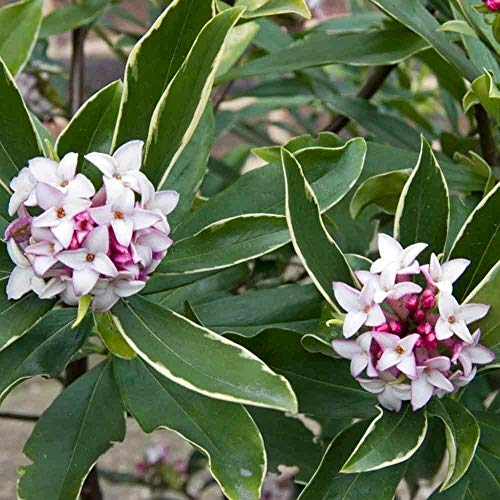 Portal Cool Daphne Odora Aureomarginata - Win Daphne, In 9cm Topf von Portal Cool