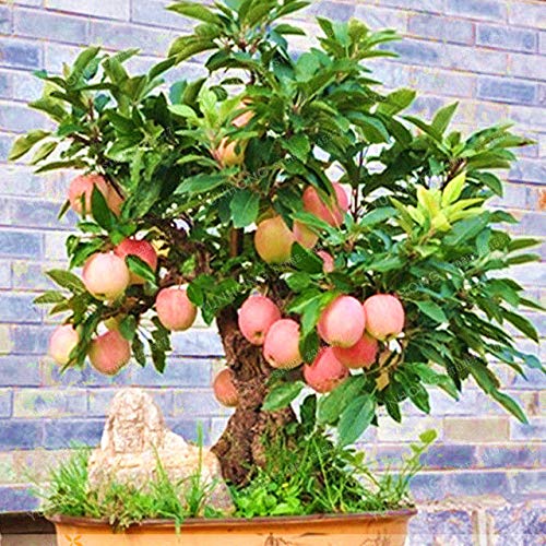 Portal Cool Dwarf Bonsai samen Baum Malus Fruit Guava Red Annona Guajava Domestica von Portal Cool
