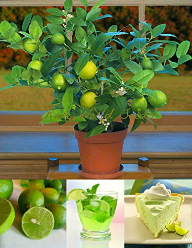 Portal Cool Dwarf Key Lime (Citrus Aurantifolia) Indoor Outdoor iatur Baum! Saat von Portal Cool