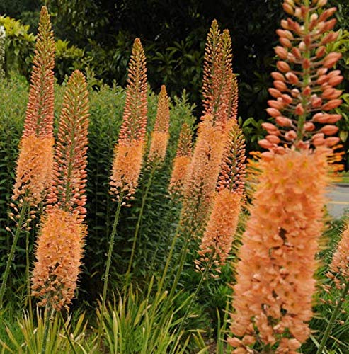 Portal Cool Eremurus X isabel 'Cleopatra' - Orange Lily von Portal Cool