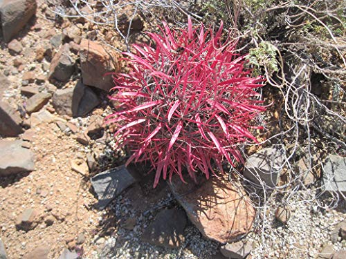 Portal Cool Ferocactus Gracilis V Coloratus 10 Samen. Super Spines! Echinocactus Rare Red! von Portal Cool