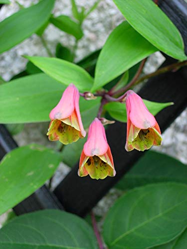 Portal Cool Flower - Bomarea hirtella/Bomarea edulis - Seltene Hardy n In 7Cm Pot von Portal Cool
