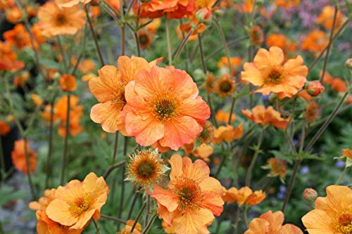 Portal Cool Geum ‚Total Tangerine‘ Bunte Chelsea Garden Show Lieblingsevergreen Werk Portal Cool Geum ‚Total Tangerine‘ Bunte Chelsea Garden Show Lieblingsevergreen Werk von Portal Cool