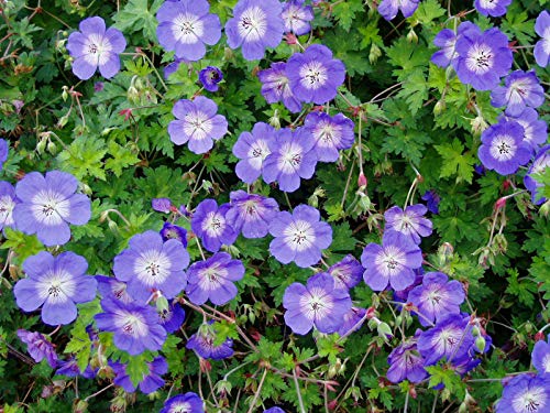 Portal Cool Hardy Geranium Rozanne In 9cm Topf von Portal Cool