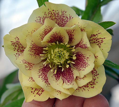 Portal Cool Helleborus Helleborus Yellow Spot-Double In 9cm Topf von Portal Cool