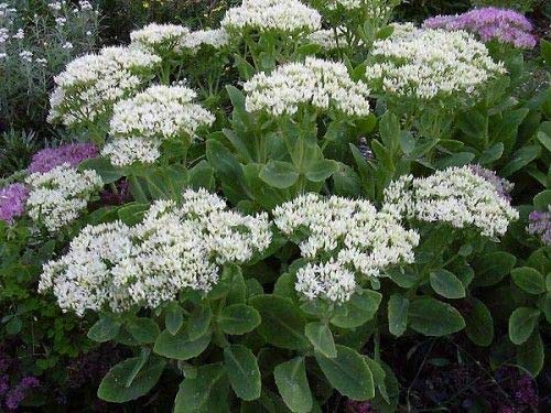 Portal Cool Hylotelephium Spectabile 'Stardust' (Se) Hardy Staude Ex 1 Li-Topf von Portal Cool