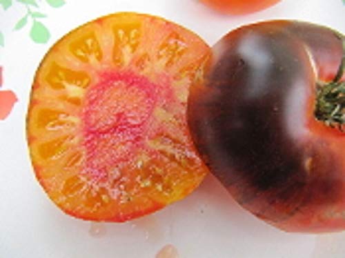 Portal Cool Indigo Lucid Gem Tomate sät freies Verschiffen Schwarz von Portal Cool