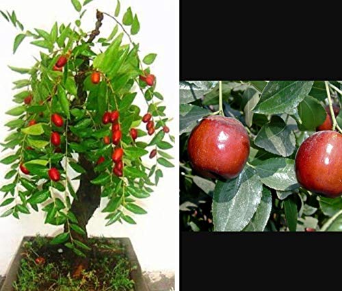 Portal Cool Jujube Baum - tropischer Obstbaum! Ideal für Zimmerpflanze/Terrasse oder Bonsai-Baum von Portal Cool