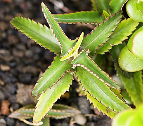 Portal Cool Kalanchoe Daigremontiana, Mut n Tausenden, Sukkulentenhaus 5Cm von Portal Cool