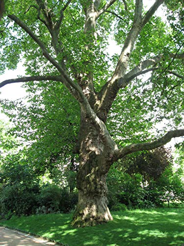 Portal Cool London Plane - Platanus hispanica - 15 Samen - Bäume von Portal Cool