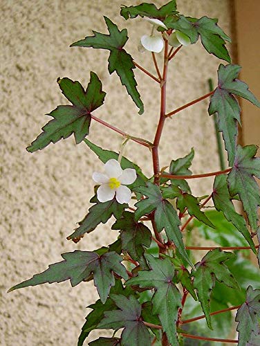 Portal Cool Packet Of 25+ Seeds: Rare Hard To Exotic Caudex Begonia dregei natalensis Maple Leaf besten Pr von Portal Cool