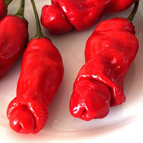 Portal Cool Peter Pepper Penis Chilli 30 + Samen Gemüse Genuine Uk Erhältlich Kaufen 2 Get 1 Free von Portal Cool