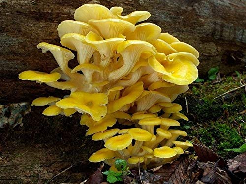 Portal Cool Pleurotus (Ausn Lemon Yellow) Mushroom/Mycel Sporen Spawn getnete Samen von Portal Cool