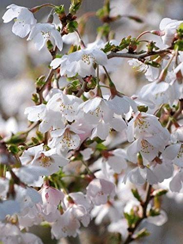 Portal Cool Prunus Incisa Kojo-No-Mai Kirschbaum - 9cms Pot von Portal Cool