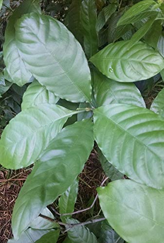 Portal Cool Psychotria Carthagenensis - 1 Frisches Blattschneide - Chacruna Relative - Tropical von Portal Cool