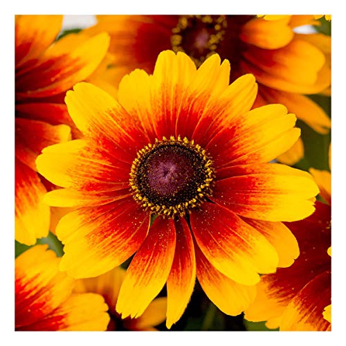 Portal Cool Rudbeckia Kissing Smiley In 10,5 cm Topf Portal Cool Rudbeckia Kissing Smiley In 10,5 cm Topf von Portal Cool