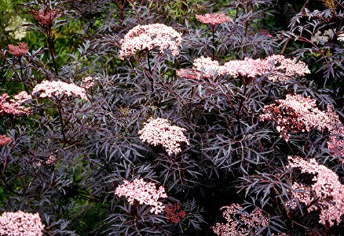Portal Cool Sambucus Black Lace In 9cm Topf Cut Blatt Holunder von Portal Cool