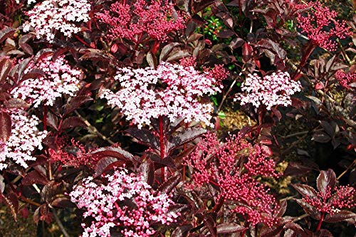 Portal Cool Sambucus Nigra ‚Thundercloud‘ (AGM) Wahl Lila Blatt Elder Beeren Bareroot von Portal Cool