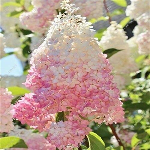 Portal Cool Samen Paket: 50 Vanilla Strawberry Hydrangea nsamen als Bonsai Saat oder Baum im Topf oder G von Portal Cool