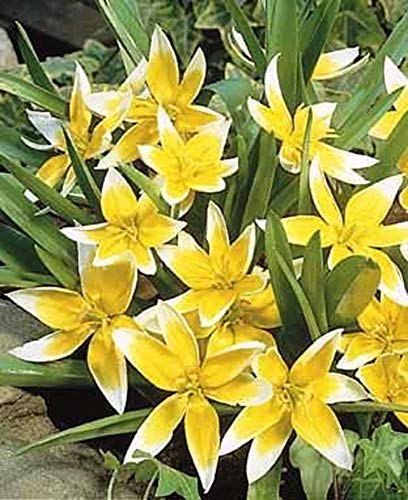 Portal Cool Samen Paket: -Birnen Tulipa tarda Dasystemon - Pacg mit 10 Saat Tulip Bulbs () von Portal Cool
