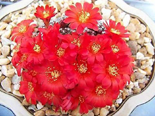 Portal Cool Samen Paket: Rebutia Marsoneri Exotic Red Flowering Seltene Clusing Samen 50 Samen von Portal Cool