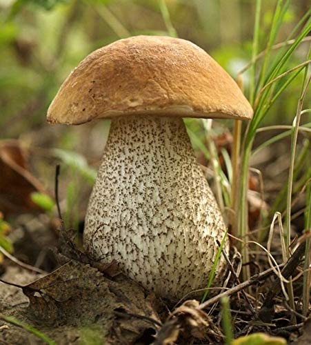 Portal Cool Samen Paket: Samen Podberezovik Boletus Myzel Spawn Substrat- Getnete Spores Uke Portal Cool Samen Paket: Samen Podberezovik Boletus Myzel Spawn Substrat- Getnete Spores Uke von Portal Cool