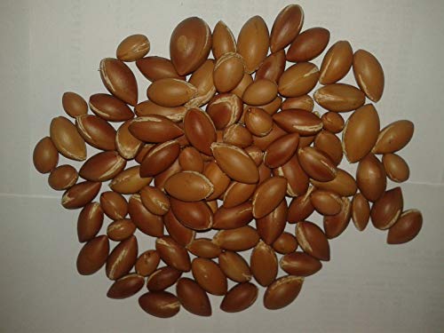 Portal Cool Samen Paket: Sehr selten 30Pcs n Arganbaum Samen aus Marokko New est von Portal Cool
