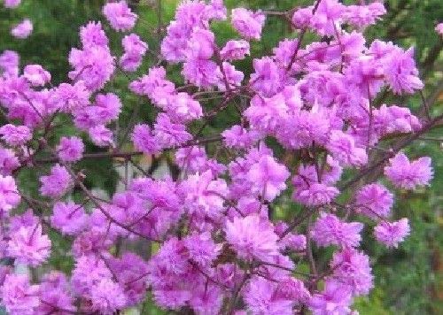 Portal Cool Samen Paket: Thalictrum delavayi 'Hewitt ble' 9cm Pot Bitte lesen Bereibung von Portal Cool