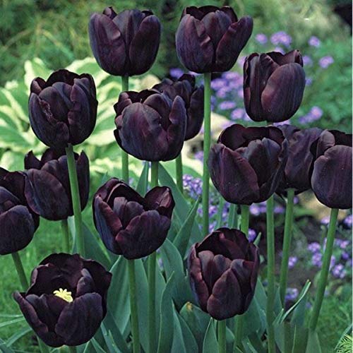 Portal Cool Tulip Paul Scherer Birnen X 10. 'Die dunkelste ' Rhs Agm Portal Cool Tulip Paul Scherer Birnen X 10. 'Die dunkelste ' Rhs Agm von Portal Cool