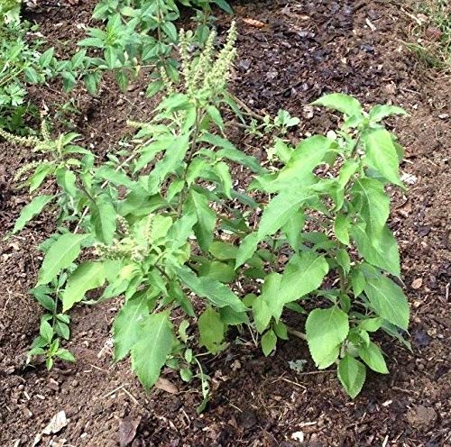 Portal Cool Von 20 De Africain Basilikum (Ocimum gratissimum) Vana Tulsi Basilikum, Benzoe von Portal Cool