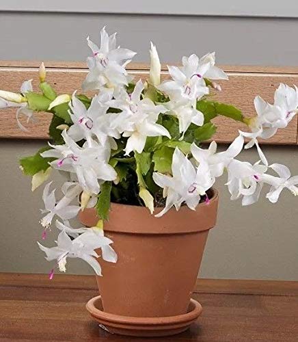 Portal Cool Weihnachts Schlumera Sent wurlnackte Portal Cool Weihnachts Schlumera Sent wurlnackte von Portal Cool