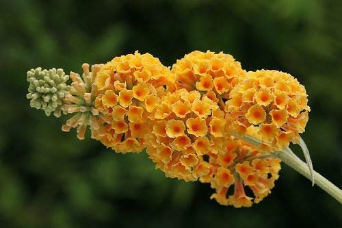 Portal Cool X weyeriana Sun - Buddleia, Schmetlingsst, In 9cm Topf von Portal Cool