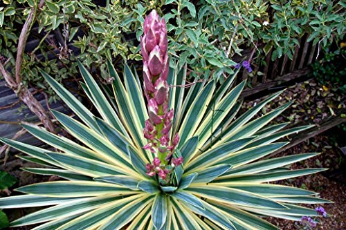 Portal Cool Yucca gloriosa Variegata - Spanish Dagger, In 9cm Topf von Portal Cool