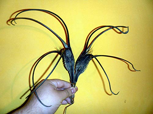 Teufelskrallen (Riesen Multi-Klaue) - Proboscidea Parviflora VAR.Hohokamiana 10Seeds von Portal Cool