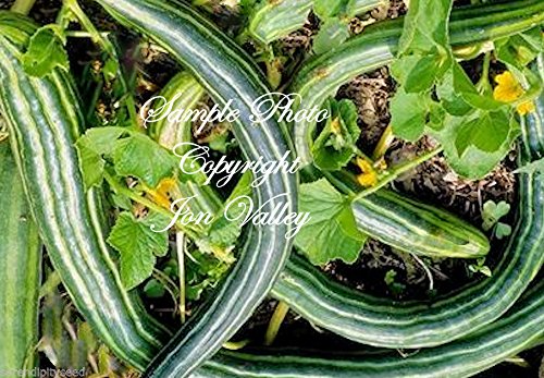 Portal Cool Samen Paket: 10 Samen: Trichosanthes cucumerina Anguina n Samen Seltene e e Küche von Portal cool