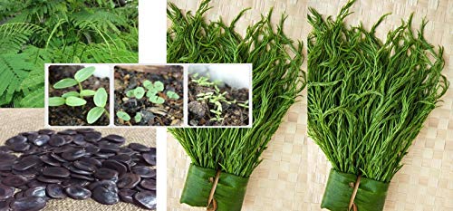 Portal Cool Samen Paket: 15 Samen Thai Cha-Om-, Senegalia Pennata aus meinem Garten von Portal cool