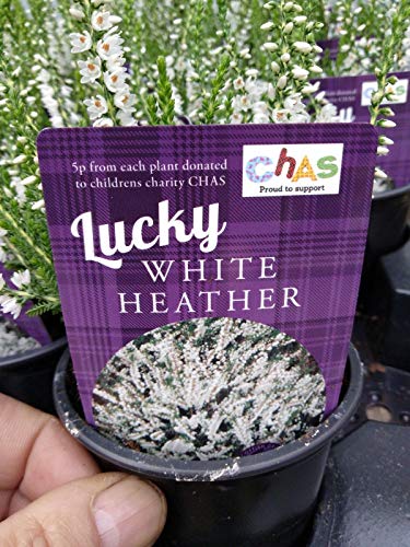 Portal Cool Samen Paket: 3 glückliche Scottish Heathers Bunte Garten Bereit n 9cm Töpfe von Portal cool