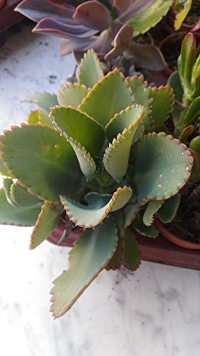 Portal Cool Samen Paket: Laetivirens Kalanchoe Topf Sukkulenten Sukkulenten 8,5 Cms von Portal cool