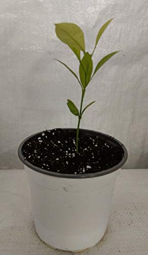 Portal Cool Samen Paket: Mini Orange Tree, Calamondin Orange Citrus Mitis n In 1 Li Pot von Portal cool