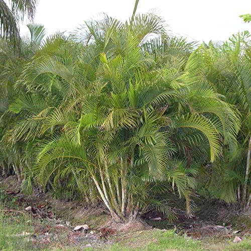 Samen Paket: 10+ Seeds: Areca Palm Seeds (Dypsis Lutescens) er Samen seln von Portal cool