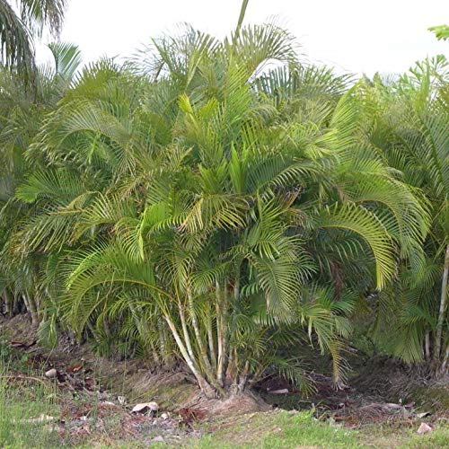 Samen Paket: 10+ Seeds: Areca Palm Seeds (Dypsis Lutescens) er Samen seln von Portal cool