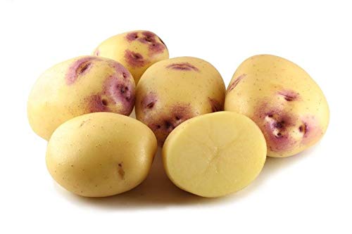 Samen Paket: 10: Kestrel Saatkartoffeln - Certified Seed (Klasse Se) - 2. Früh von Portal cool