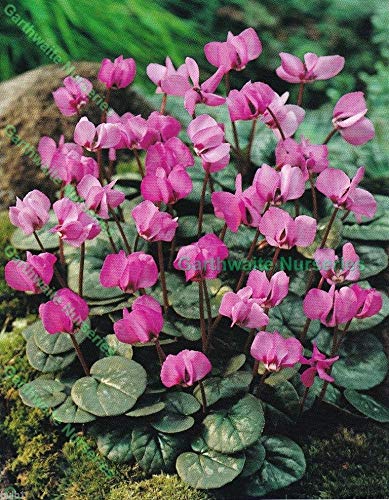 Samen Paket: 6 Cyclamen Coum (Primulaceae) Birnen Dark Pink- Hardy Blüte Perennial von Portal cool