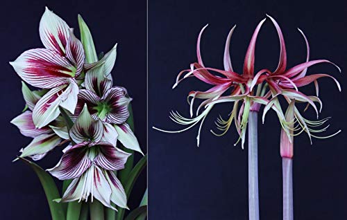 Samen Paket: Hippeastrum Chico 10 fly - 10 Samen (Körner) - Amaryllis von Portal cool