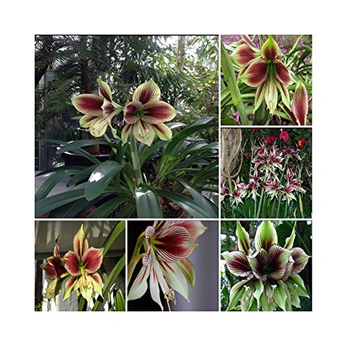 Samen Paket: Hippeastrum Papilio * metling Amaryllis * Seltene e n- * 3 Samen von Portal cool