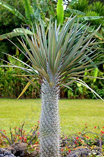 Samen Paket: Pachypodium geayi Rare Baum Palm Sukkulente Kakn 5 Samen von Portal cool